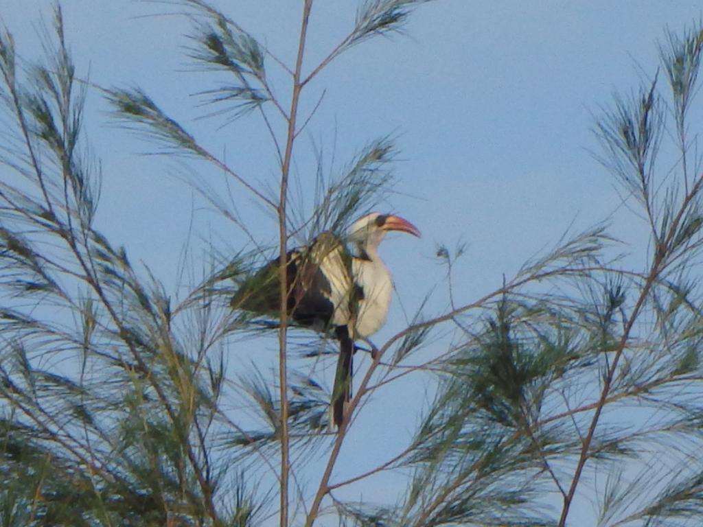 Bazouk Du Saloum Ecolodge Mar Lodj Luaran gambar